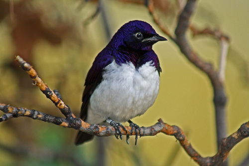 Violet-backed Starling