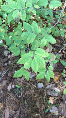 Lonicera canadensis