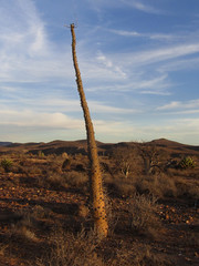 Fouquieria columnaris