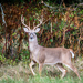 White-tailed Deer - Photo (c) Teresa Murr, some rights reserved (CC BY-NC), uploaded by Teresa Murr