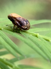 Clastoptera achatina