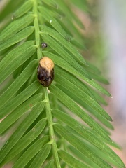 Clastoptera achatina