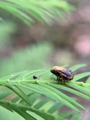Clastoptera achatina