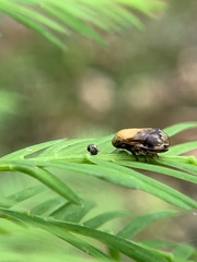Clastoptera achatina