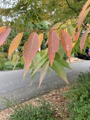 Zelkova