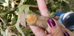 Callirhytis infuscata