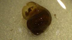 Hydrobiidae