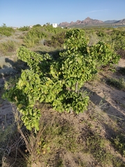 Jatropha cordata