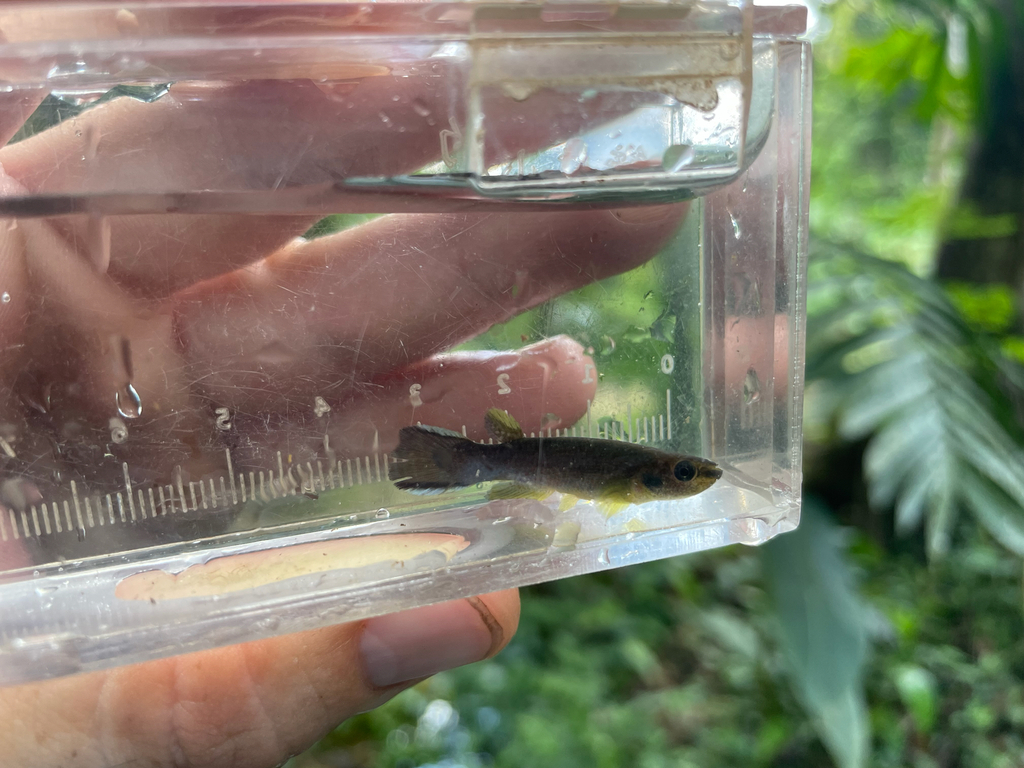 Dogtooth rivulus (Cynodonichthys tenuis) — Rivulidae