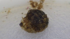 Helicopsyche borealis