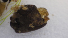 Glossosomatidae