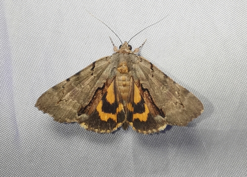 Woody Underwing photo 4