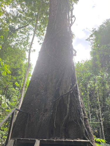 Dinizia excelsa, photograph 6