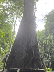 Dinizia excelsa, photograph (c) Luan Mazzeo, some rights reserved (CC BY)