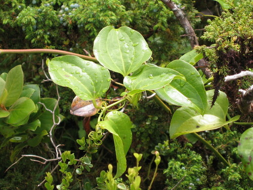 Smilax azorica (Smilax azorica)