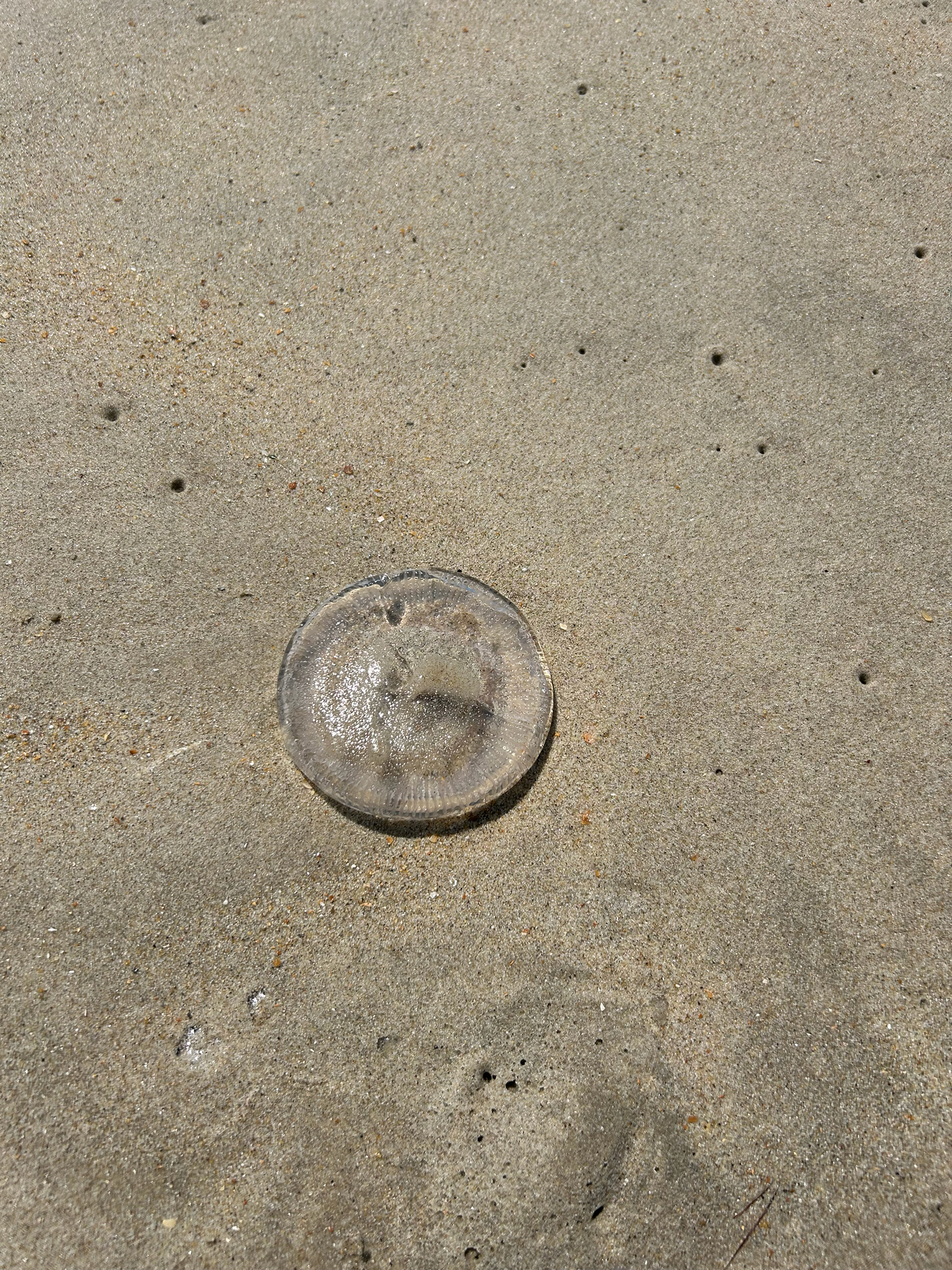 Rhacostoma atlanticum L.Agassiz, 1851