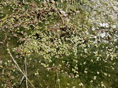 Spirodela polyrhiza