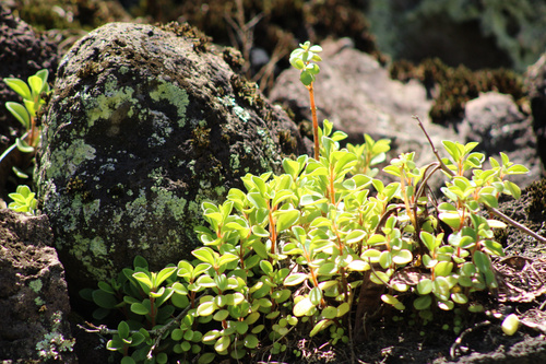 Peperomia leptostachya observed 2025-07-19