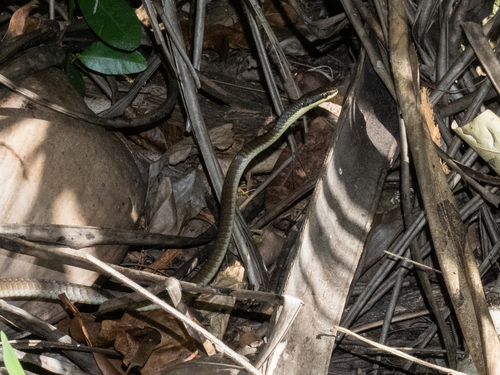 Northern Tree Snake sighting