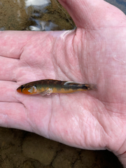 Gilt Darter photo 5