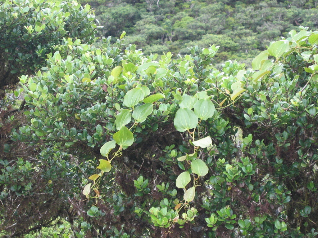 Smilax azorica (Smilax azorica)