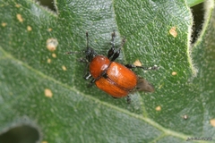 Attelabus nitens