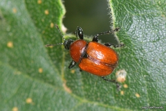 Attelabus nitens