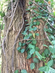 Euonymus fortunei