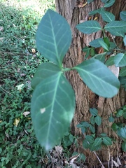 Euonymus fortunei