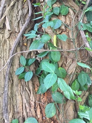 Euonymus fortunei