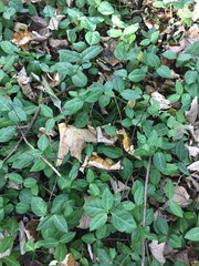 Euonymus fortunei