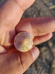 Conus regularis