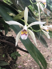 Cattleya iricolor