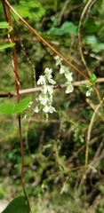 Polygoneae