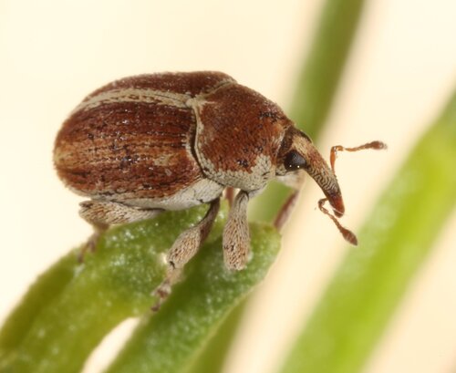 Sibinia suturalis
