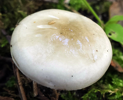 Hygrophorus occidentalis