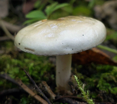 Hygrophorus occidentalis