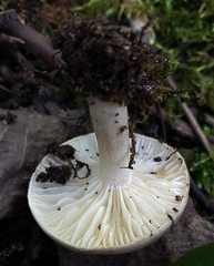 Hygrophorus occidentalis