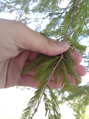 Taxodium distichum