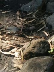 Phoenicolacerta laevis