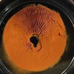 Gymnopilus thiersii
