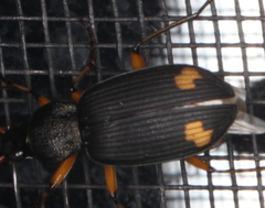 Chlaenius flaviguttatus