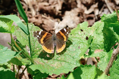 Red Admiral