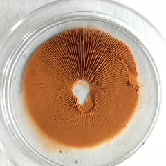 Gymnopilus thiersii