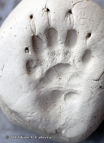 Western Spotted Skunk