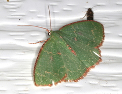 Eucyclodes metaspila