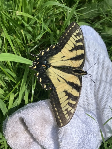 Eastern Tiger Swallowtail
