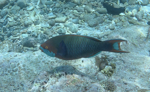 Scarus falcipinnis observed 2025-03-24