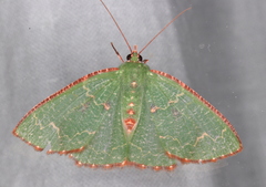 Eucyclodes metaspila