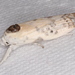 Arignota stercorata - Photo (c) Victor W Fazio III, algunos derechos reservados (CC BY-NC), subido por Victor W Fazio III